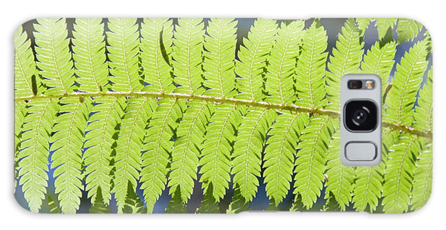 Ferns
Photography Galaxy Case featuring the photograph 641-12603 by Robert Harding Picture Library