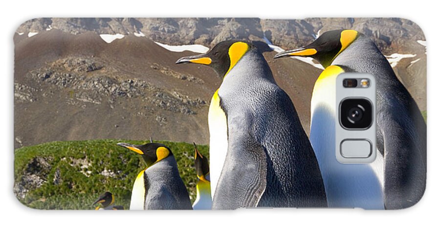 South Georgia Island Galaxy Case featuring the photograph King Penguins Aptenodytes Patagonicus #7 by Eastcott Momatiuk