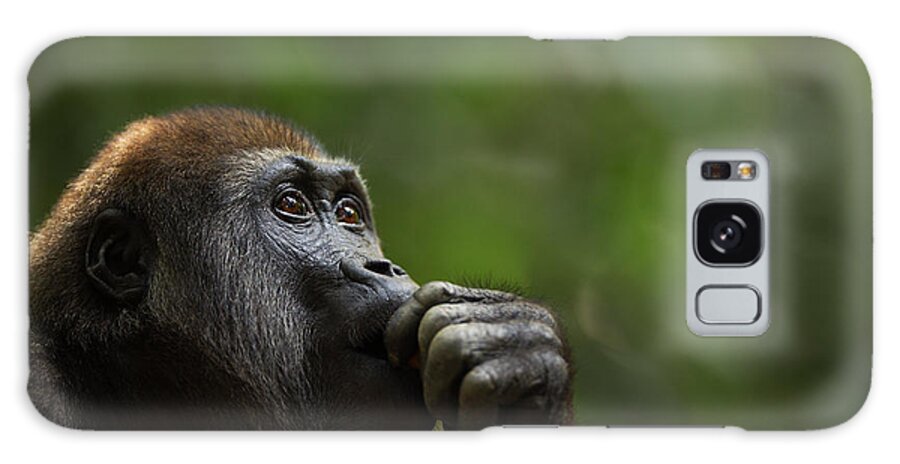Male Animal Galaxy Case featuring the photograph Western Lowland Gorilla Juvenile Male #7 by Anup Shah