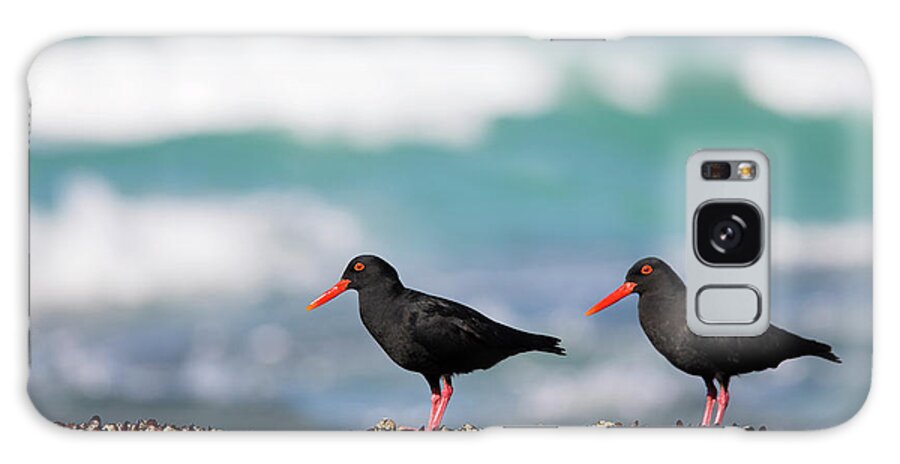 African Black Oystercatchers Galaxy Case featuring the photograph 743-329 by Robert Harding Picture Library