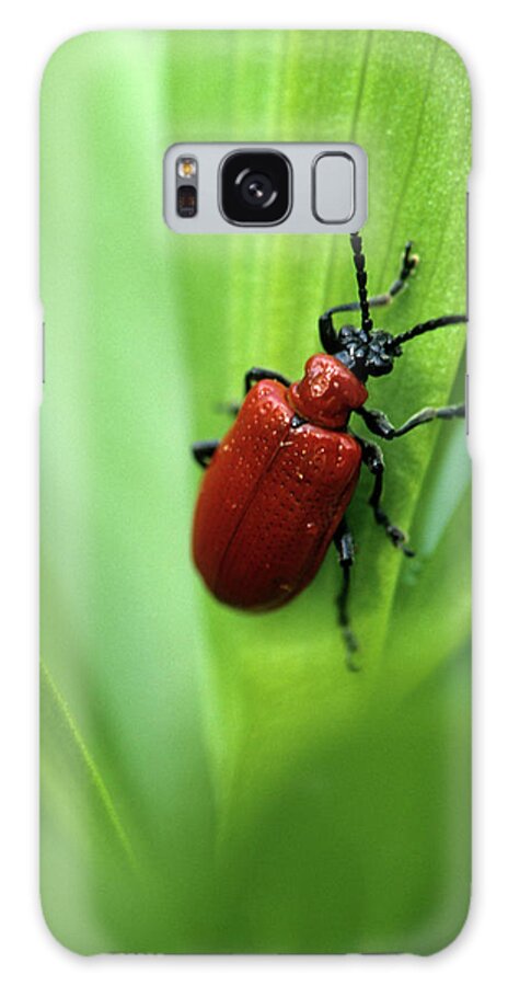 Lily Leaf Beetle Galaxy Case featuring the photograph 748-375 by Robert Harding Picture Library