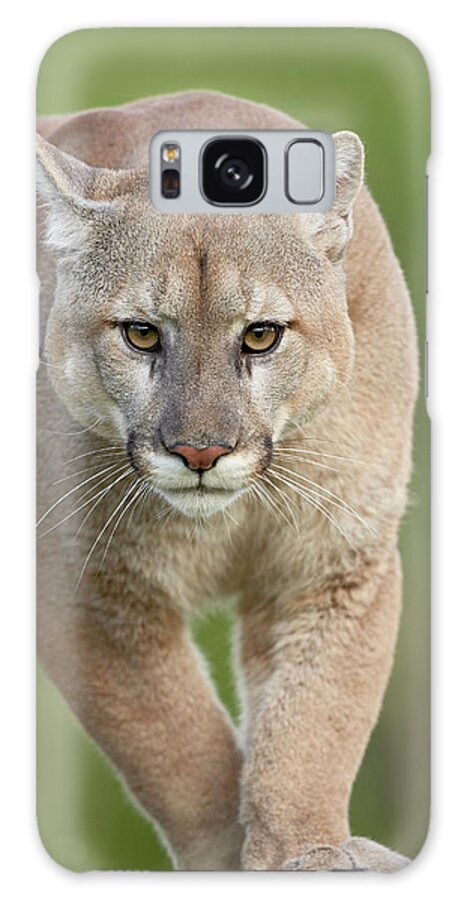 Mountain Lion Or Cougar (felis Concolor) Galaxy Case featuring the photograph 764-621 by Robert Harding Picture Library