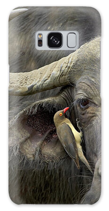 Red-billed Oxpecker (buphagus Erythrorhynchus) And Cape Buffalo (african Buffalo) (syncerus Caffer) Galaxy Case featuring the photograph 764-674 by Robert Harding Picture Library
