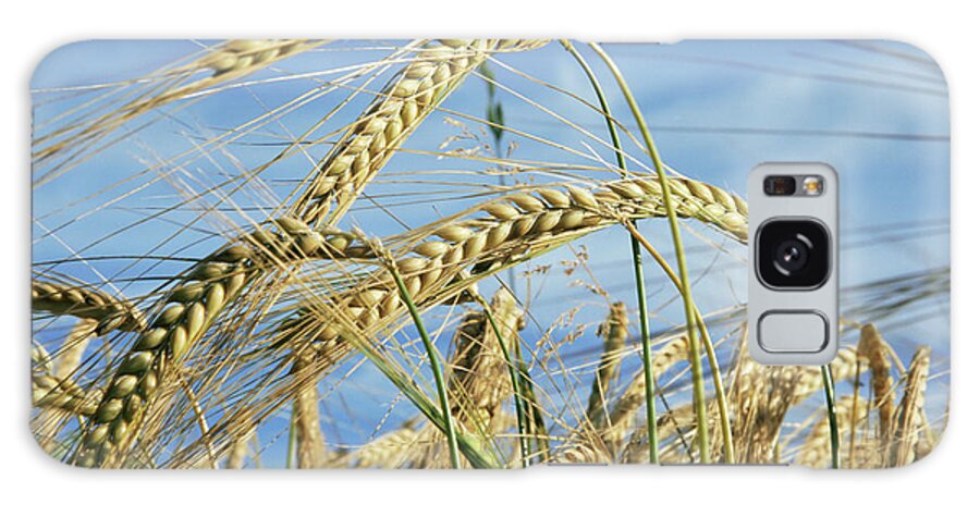 Wheat Husks Ready For Harvest Galaxy Case featuring the photograph 766-7 by Robert Harding Picture Library