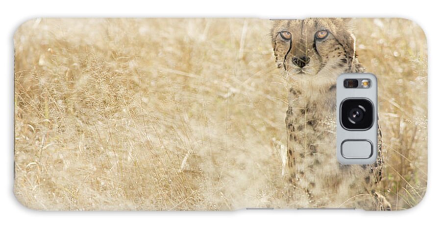 Cheetah (acynonix Jubatus) Sitting In Grassy Kalahari Plains Galaxy Case featuring the photograph 843-355 by Robert Harding Picture Library