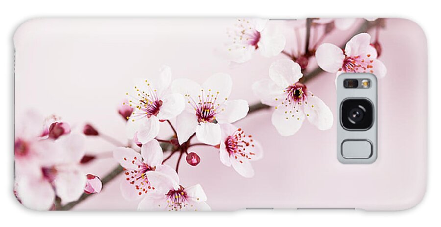 Bud Galaxy Case featuring the photograph Sakura Cherry Blossom #9 by Catlane