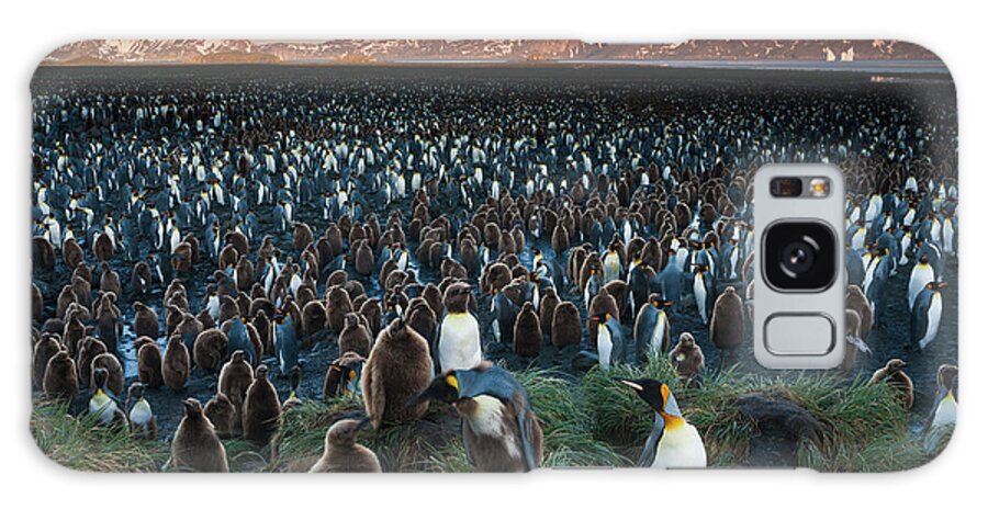 Vertebrate Galaxy Case featuring the photograph A King Penguin Colony, A Huge Group Of by Mint Images - Art Wolfe