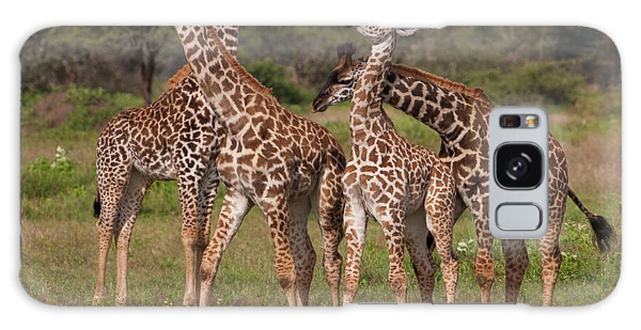 Giraffe Calf Galaxy Case featuring the photograph A Small Group Of Masai Giraffe by Mint Images - Art Wolfe