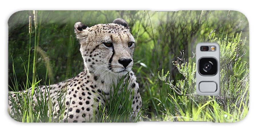 Animals Galaxy Case featuring the photograph African Cheetah 011 by Bob Langrish