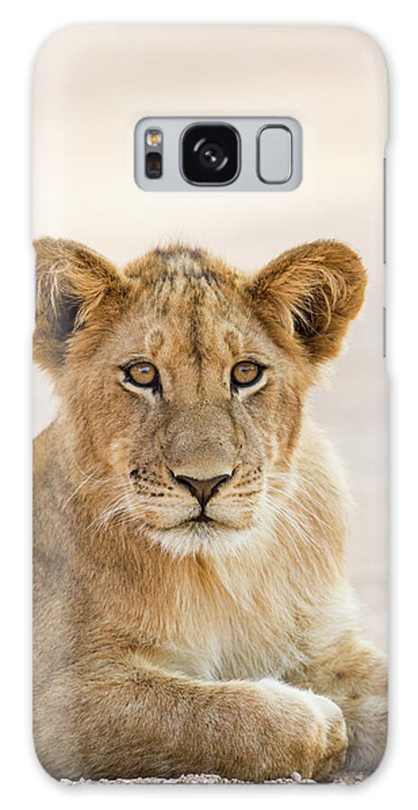 Sebastian Kennerknecht Galaxy Case featuring the photograph African Lion Cub In Kafue National Park by Sebastian Kennerknecht
