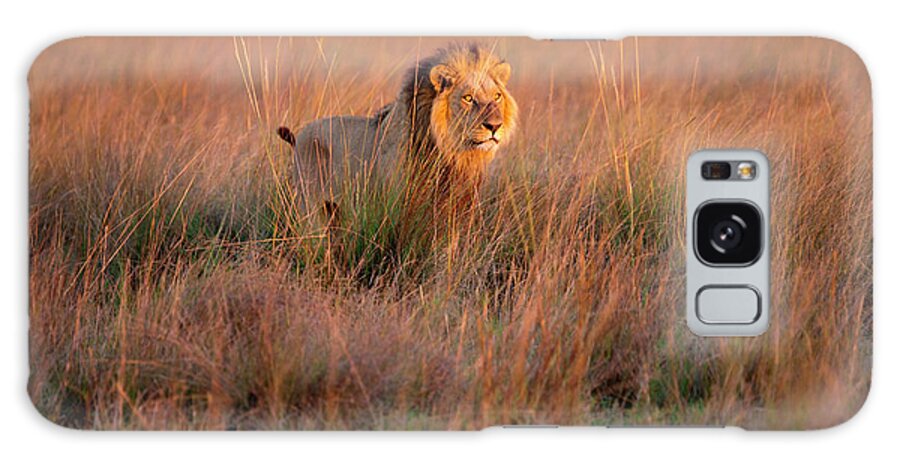 Botswana Galaxy Case featuring the photograph African Lion, Duba Plains, Botswana by Mint Images/ Art Wolfe