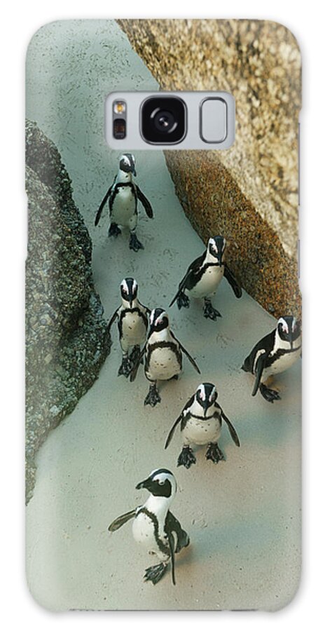 Marching Galaxy Case featuring the photograph African Penguins, South Africa by Kevin Schafer