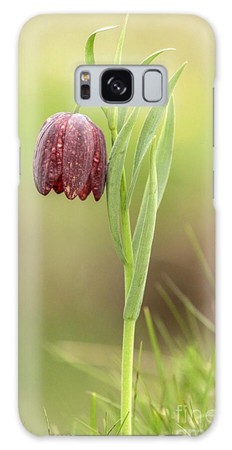 Plantlife Galaxy Case featuring the photograph Alpine Fritillary (fritillaria Tubiformis) by Bob Gibbons/science Photo Library