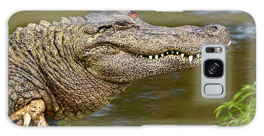 Adam Jones Galaxy Case featuring the photograph American Alligator Sunning by Adam Jones