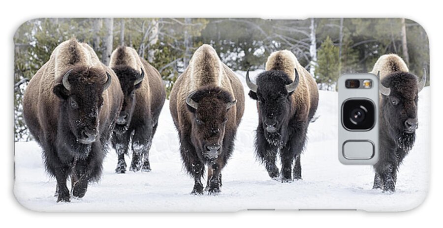 Usa Galaxy Case featuring the photograph American Bison by David Osborn