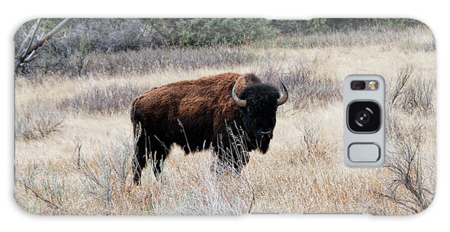 American Bison Galaxy Case featuring the photograph American Bison by Phyllis Taylor