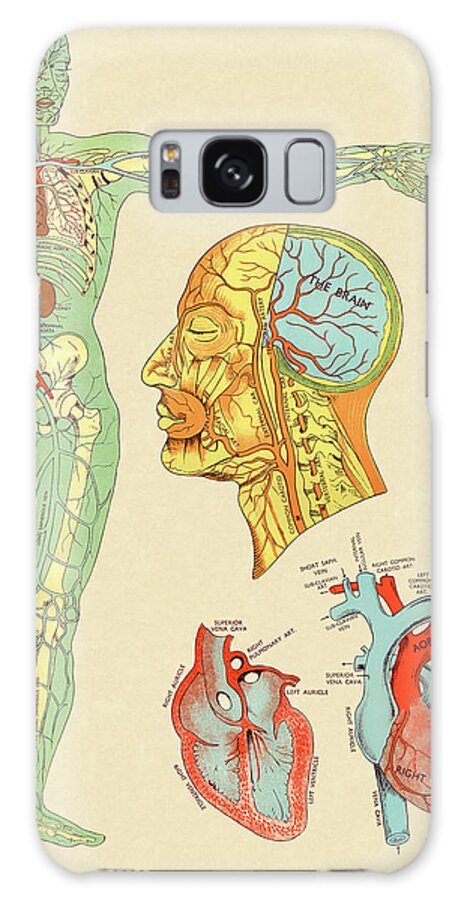 Anatomical Galaxy Case featuring the drawing Anatomy of Veins and Arteries by CSA Images