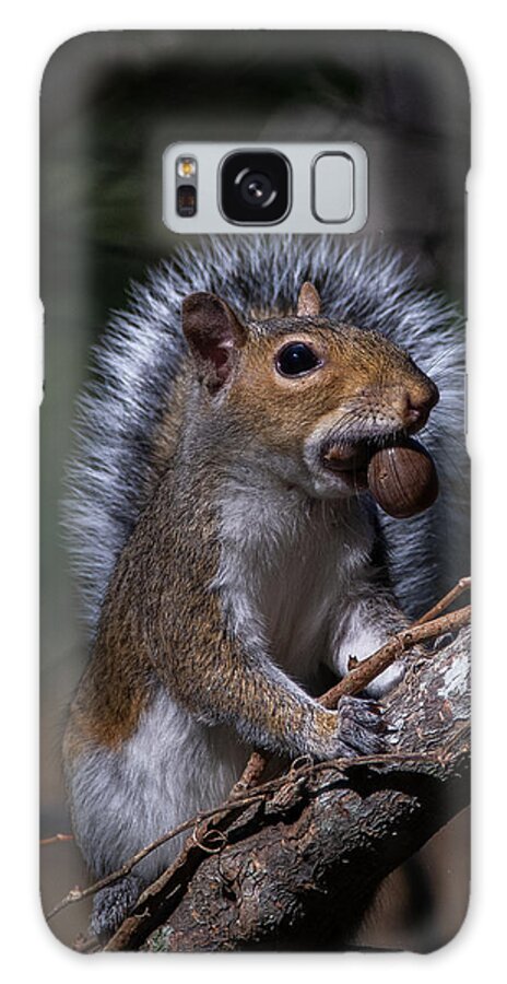 Squirrel Galaxy Case featuring the photograph Angel Squirrel by Linda Bonaccorsi