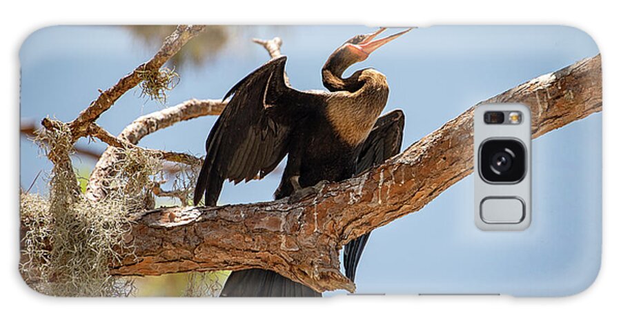 Anhinga. Sea Bird Galaxy Case featuring the photograph Anhinga Drying Out His Wings by Gordon Ripley