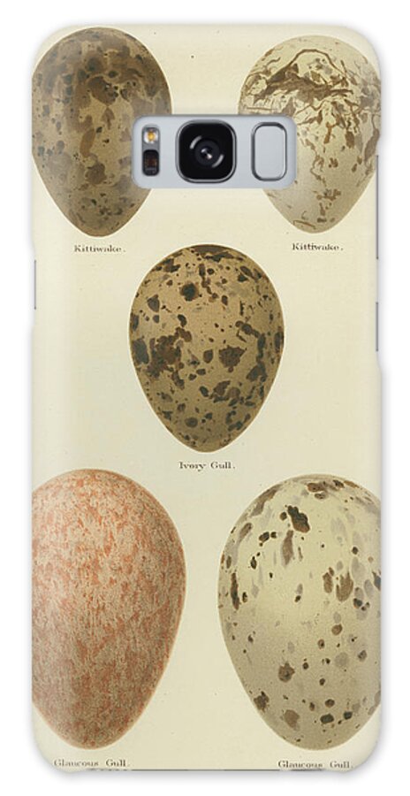 Decorative Elements Galaxy Case featuring the painting Antique Bird Egg Study Iv by Henry Seebohm