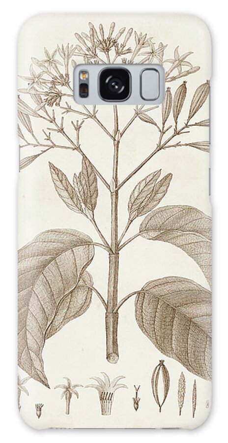 Botanical Floral Galaxy Case featuring the painting Antique Sepia Botanicals IIi by Unknown
