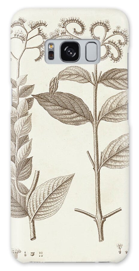 Botanical Floral Galaxy Case featuring the painting Antique Sepia Botanicals Vi by Unknown