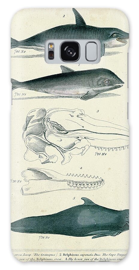 Coastal Galaxy Case featuring the painting Antique Whale & Dolphin Study I by G. Henderson