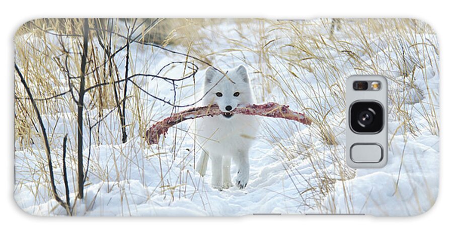 Grass Galaxy Case featuring the photograph Arctic Fox Alopex Lagopus In White by Mark Newman / Design Pics