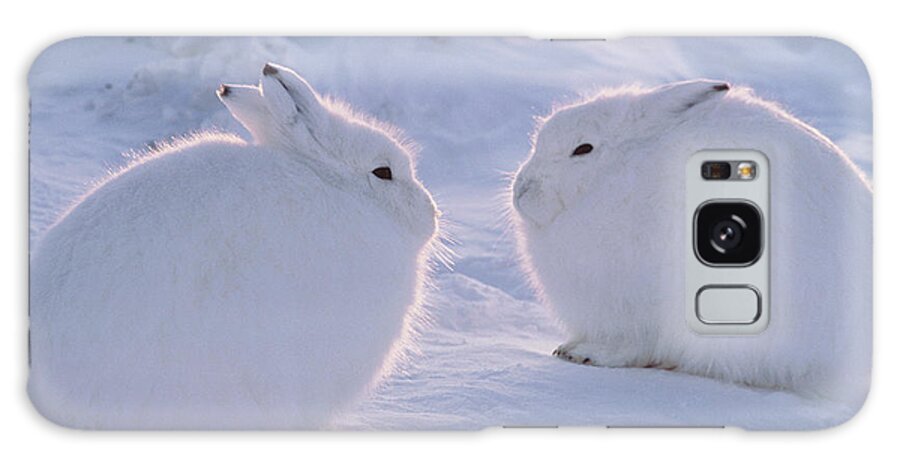 Snow Galaxy Case featuring the photograph Arctic Hare Lepus Arcticus, Ellesmere by Art Wolfe