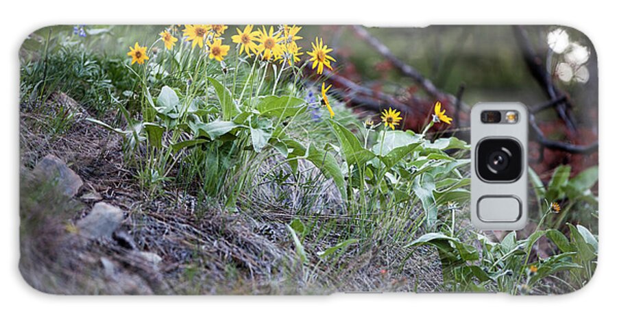 Missoula Galaxy Case featuring the photograph Arrowleaf Balsamroot Blooms In Spring Near Missoula, Montana. by Cavan Images