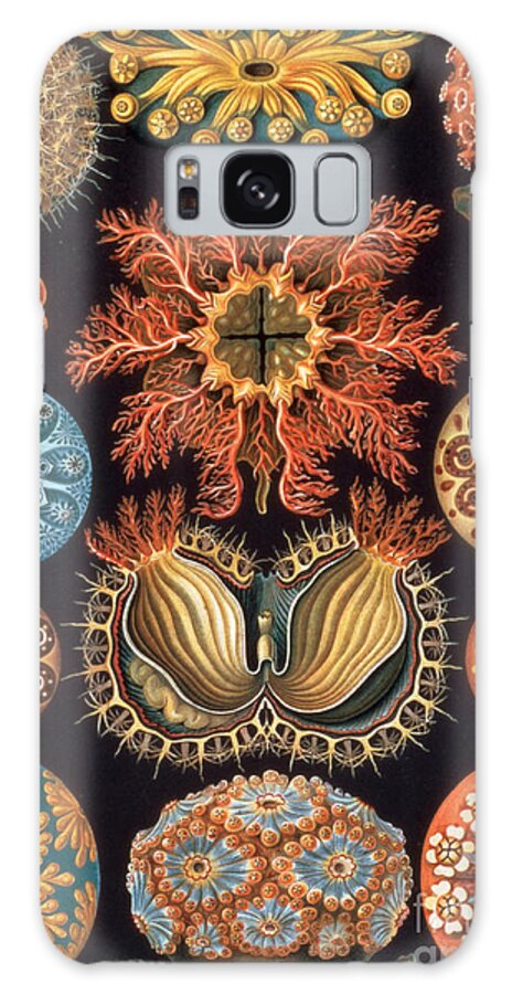 Ascidiae Galaxy Case featuring the painting Ascidiae, plate 85 from Kunstformen der Natur by Ernst Haeckel