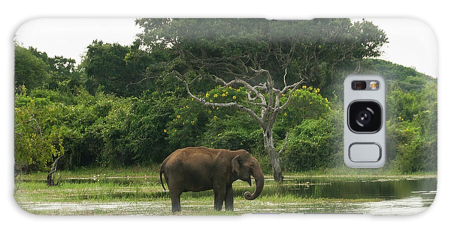 Tranquility Galaxy Case featuring the photograph Asian Elephant Standing In Water by John Elk Iii