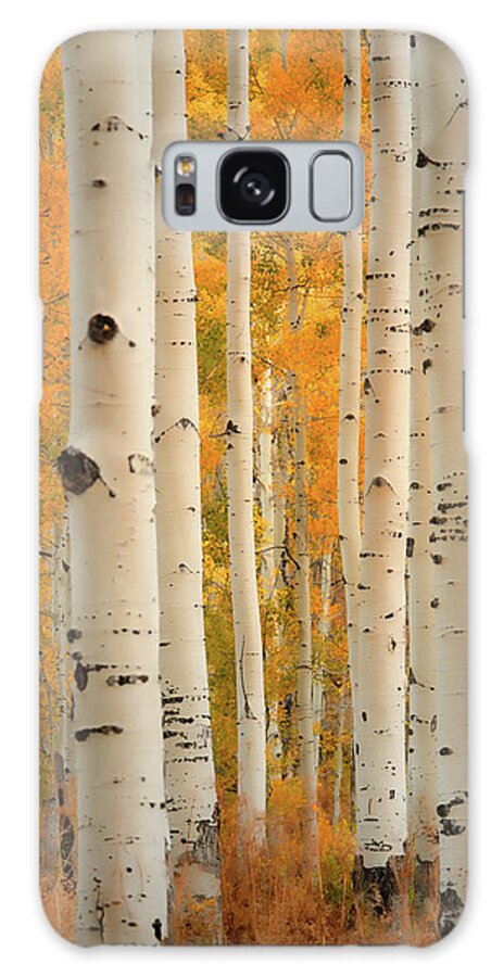 Aspens Galaxy Case featuring the photograph Aspens in Autumn by Don Schwartz