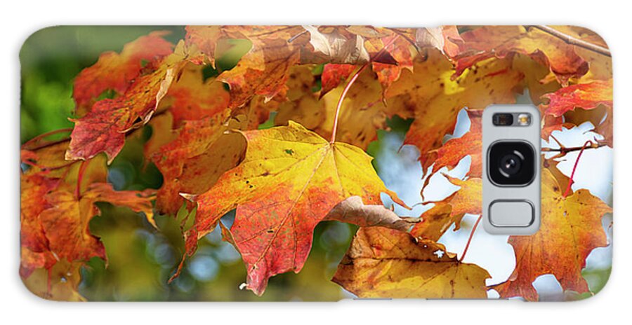 Ontario Galaxy Case featuring the photograph Autumn Colour by Lenore Locken