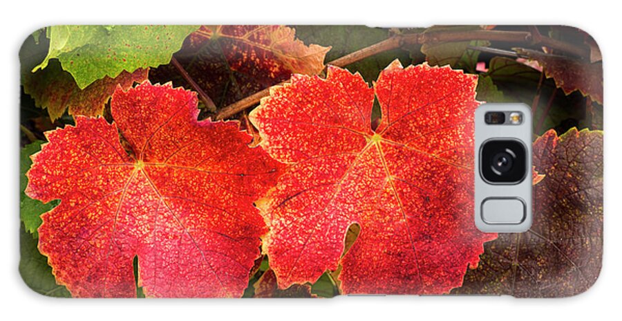 Autumn Leaves 2 Galaxy Case featuring the photograph Autumn Leaves 2 by Lance Kuehne