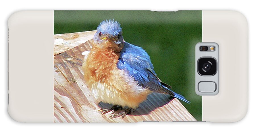 Birds Galaxy Case featuring the photograph Baby Bluebird by Karen Stansberry