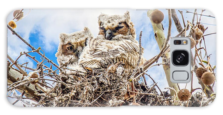 Owls Galaxy Case featuring the photograph Baby Great Horned Owls by David Wagenblatt