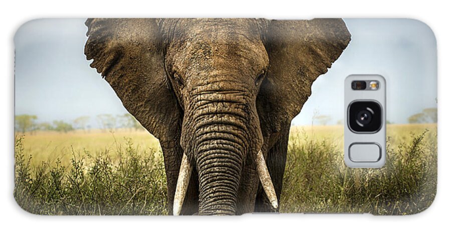 Safari Galaxy Case featuring the photograph Background Elephant by Lara Zanarini
