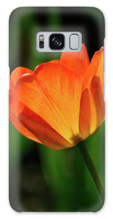 Tulip Galaxy Case featuring the photograph Backlit Tulip by Barry Wills
