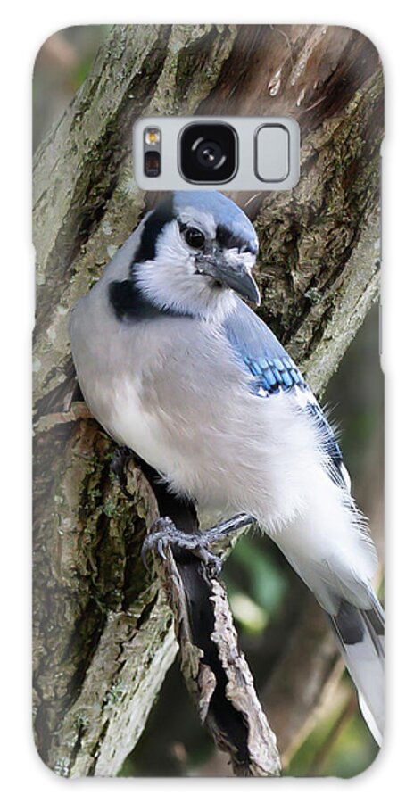 Ontario Birds Galaxy Case featuring the photograph Backyard Blue Jay 02 by Judy Tomlinson