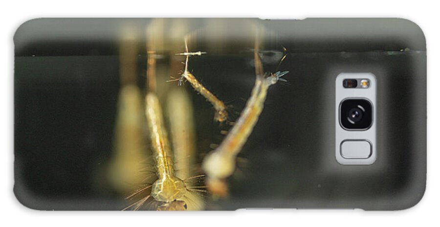 Banded Mosquito Larvae Galaxy Case featuring the photograph Banded Mosquito Larvae by Andy Davies/science Photo Library