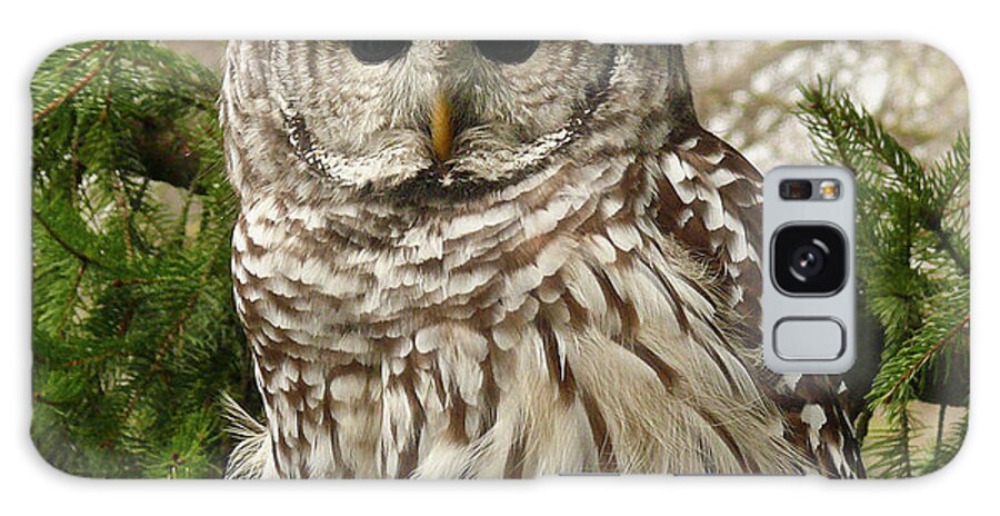 Animal Themes Galaxy Case featuring the photograph Barred Owl by Karen Von Knobloch Photographerkaren