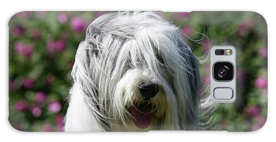 Animals Galaxy Case featuring the photograph Bearded Collie 11 by Bob Langrish