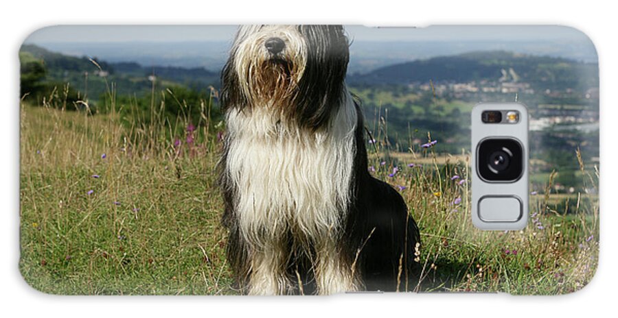 Animals Galaxy Case featuring the photograph Bearded Collie 24 by Bob Langrish