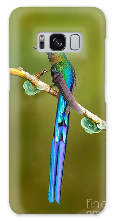 Magic Galaxy Case featuring the photograph Beautiful Blue Glossy Hummingbird by Ondrej Prosicky