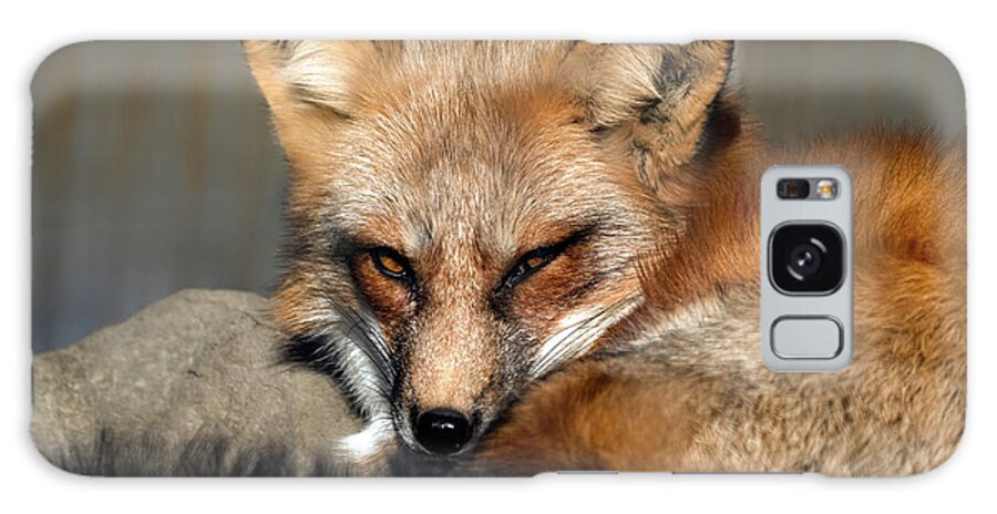 Fox Galaxy Case featuring the photograph Beautiful red fox closeup by Sam Rino