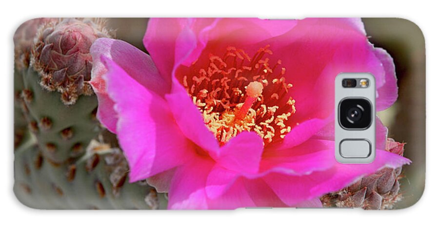 Beavertail Cactus Galaxy Case featuring the photograph Beavertail Prickly Pear Cactus by Constantgardener