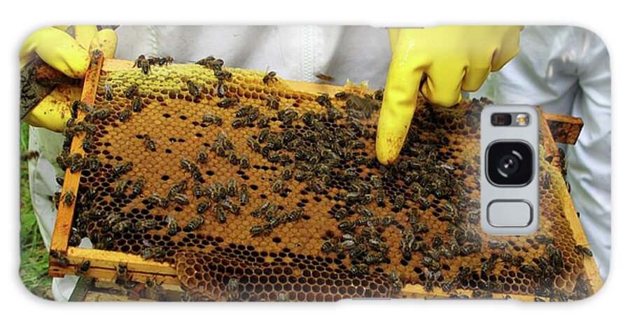 Beekeepers Galaxy Case featuring the photograph Beekeeper And Brood Comb by Cordelia Molloy/science Photo Library