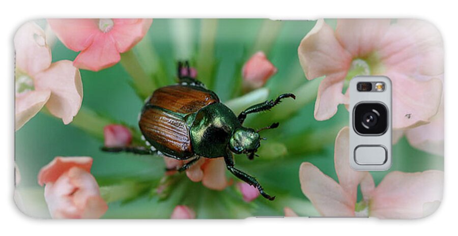 Beetle Galaxy Case featuring the photograph Beetle on a Flower by Laura Smith