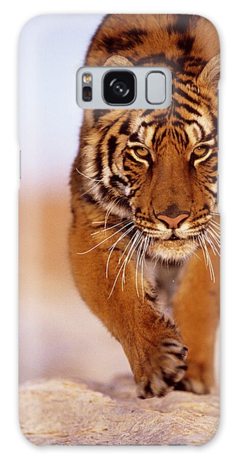 Animal Themes Galaxy Case featuring the photograph Bengal Tiger Panthera Tigris, Close-up by John Giustina
